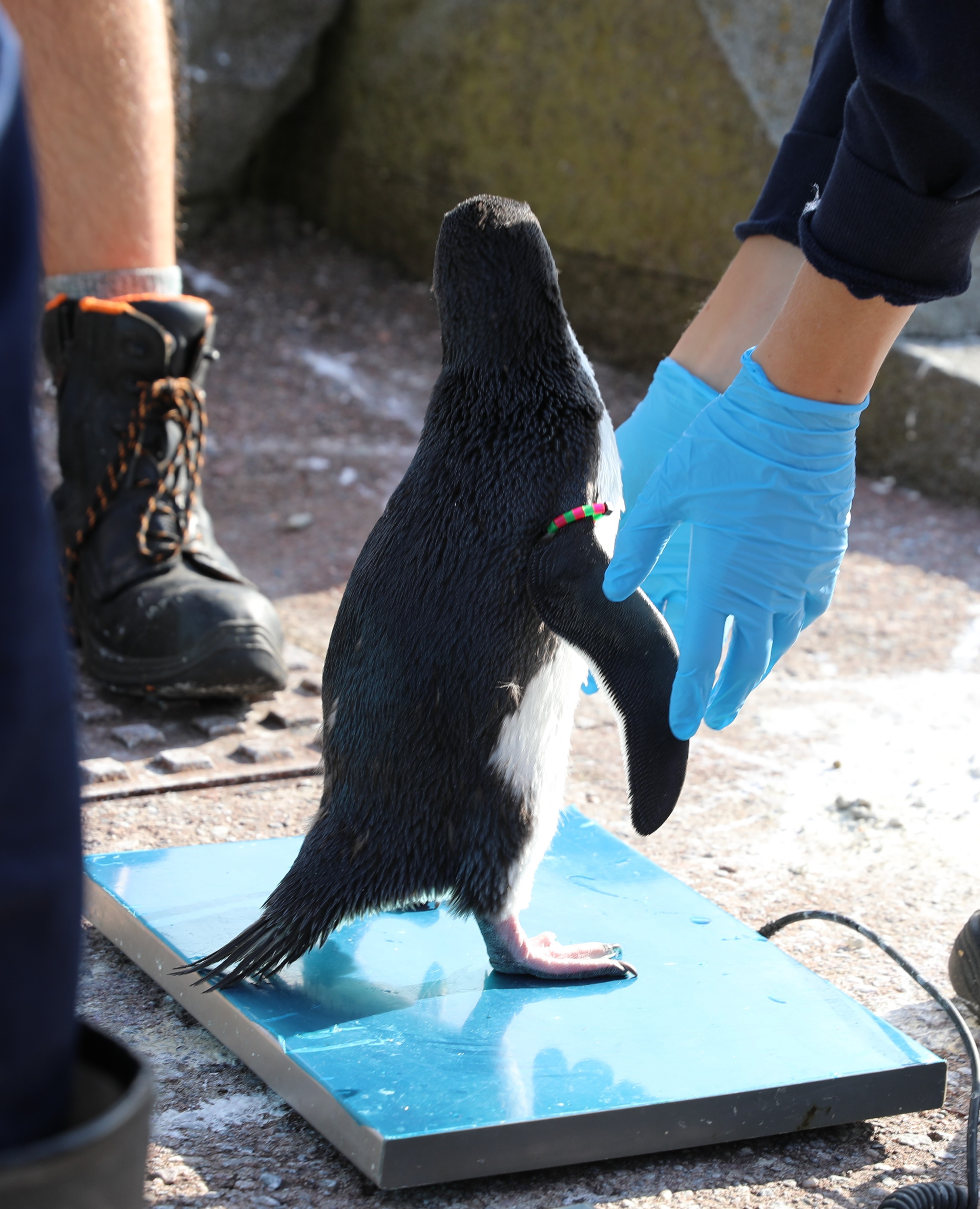 penguin stood on scales