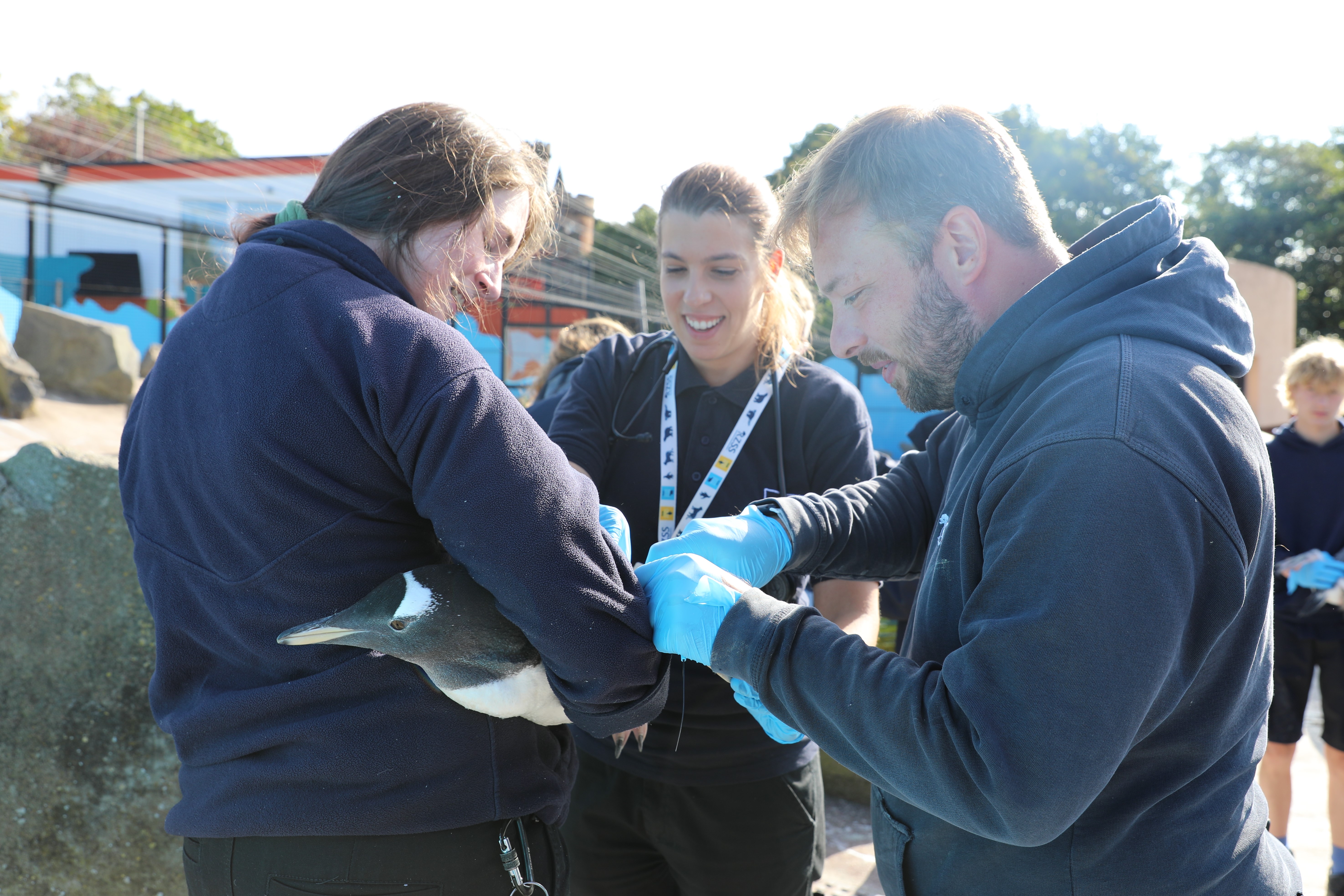 young penguin having health check with vets and keepers at Edinburgh Zoo