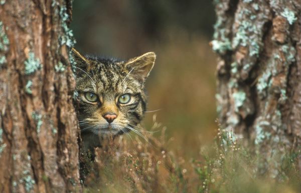 Wildcat looking out from behind tree