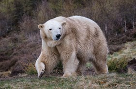Polar bear at RZSS Highland Wildlife Park