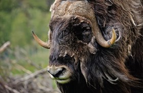 Musk Ox at RZSS Highland Wildlife Park