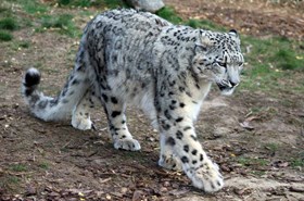 Snow leopard at RZSS Highland Wildlife Park