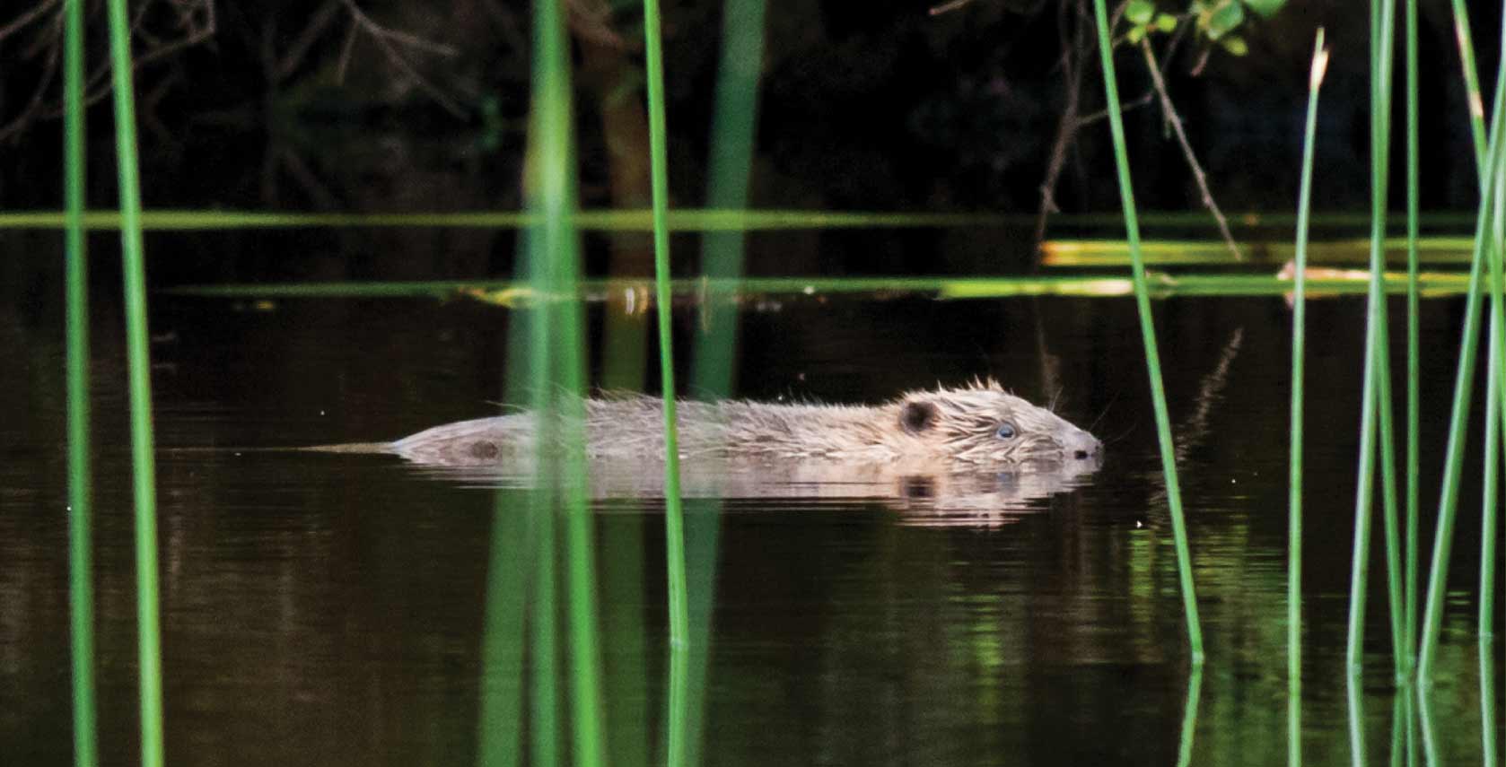 Beaver swimming at Knapdale