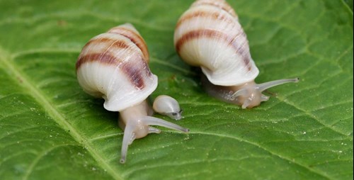 Partula snails at RZSS