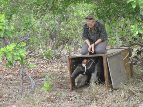 Camila releasing a giant anteater with a new transmitter