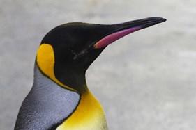 King Penguin at RZSS Edinburgh Zoo