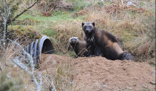 Wolverine kits born at RZSS Highland Wildlife Park