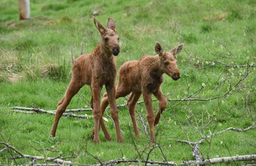 European Elk Twins