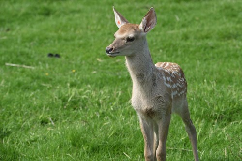 Bukhara deer calf