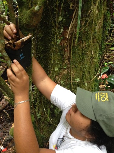 RZSS re-introducting partula snails in Tahiti