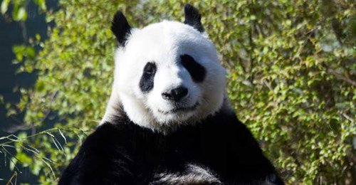 Giant panda Tian Tian