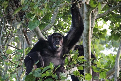 Chimpanzee eat guava
