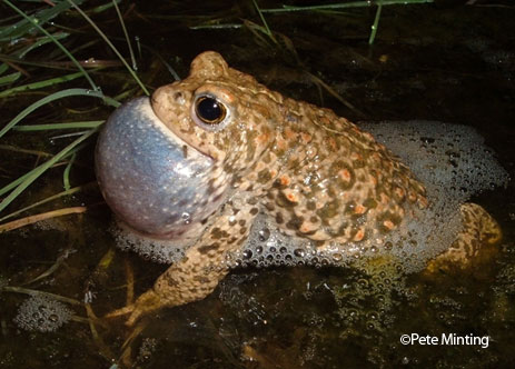 Natterjack toad photo by Pete Minting