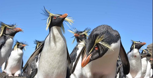 Project Pinnamin - Northern Rockhopper Penguin Conservation