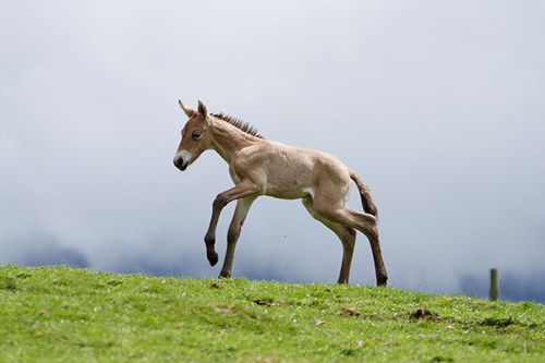 Przewalski's foal
