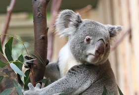 Koala at Edinburgh Zoo