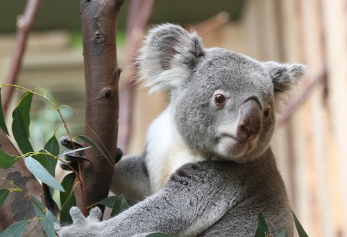 Koala Goonaroo at RZSS Edinburgh Zoo