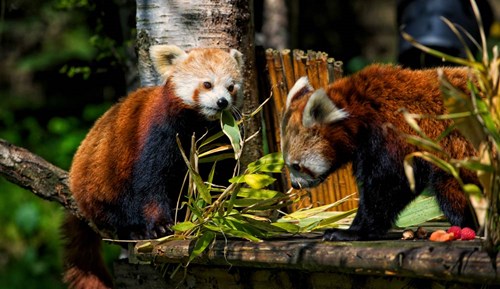 Highland Wildlife Park - Red pandas Kitty & Kevyn