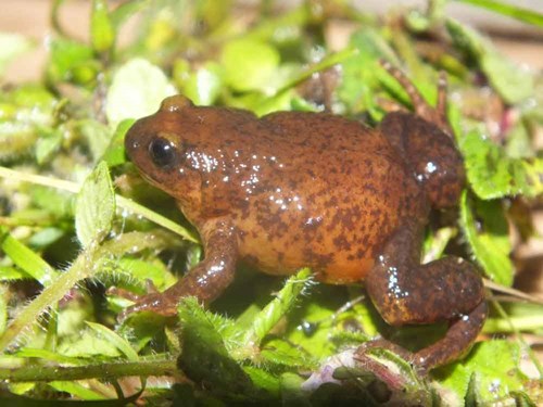 Cameroon amphibian conservation
