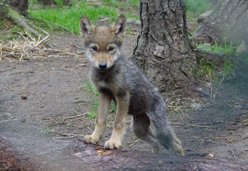Wolf pup at RZSS Highland Wildlife Park