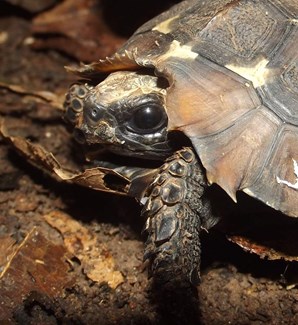 Kinixys tortoise