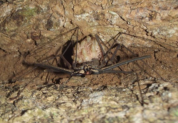 Female whip scorpion with babies on her back - Thomas Doherty-Bone