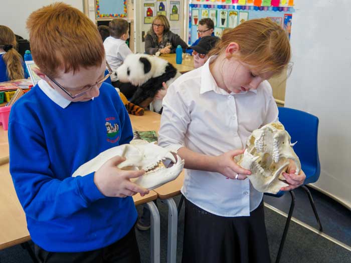 School children examining bear skulls as part of an Education lesson