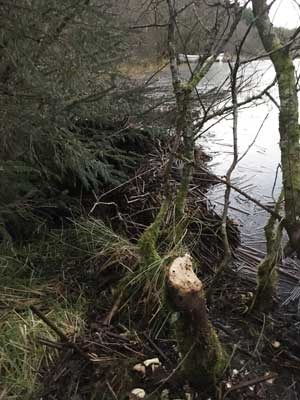 Evidence of beaver activity at Knapdale - a freshly cut stum and dam - RZSS Scottish Beavers