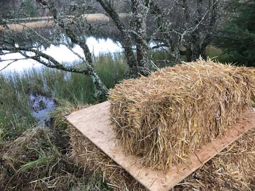 RZSS Scottish Beavers - Alba's artificial lodge made out of wood and hay bales - week 1