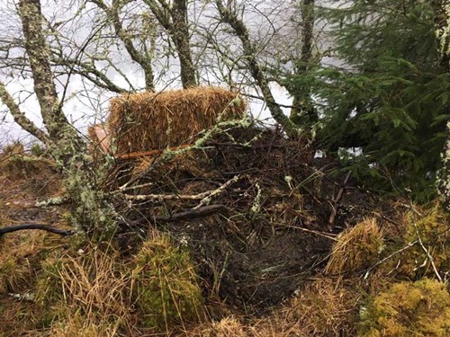 RZSS Scottish Beaver - Alba's artificial lodge now covered in branches - week 5