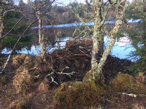 RZSS Scottish Beavers - Alba's lodge is now completed covered and difficult to see - week 11