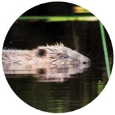 Support RZSS work conserving beavers