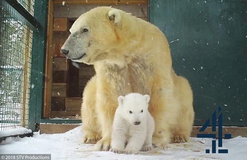 Polar bear cub emerges at Highland Wildlife Park