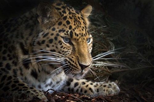 Rare Amur leopard cubs have been born at RZSS Highland Wildlife Park