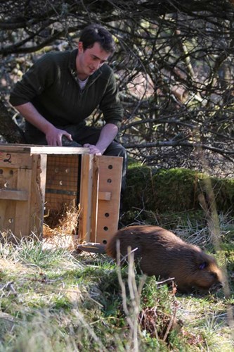 RZSS Conservation Programme Manager Ben Harrower releasing beaver 'Harris'
