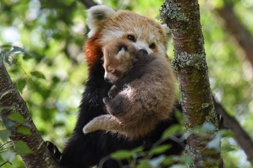 Red panda kits at RZSS Highland Wildlife Park