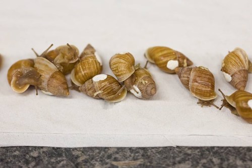 Partula snails at Edinburgh Zoo prior to their journey to Tahiti