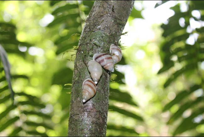 Partula snails after reintroduction in French Polynesia