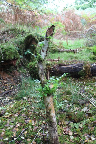 New growth of Rowan following beaver felling activity at Loch Coille Bharr, this will become shrub-like in years to come. Photo by Ben Harrower, Scottish Beavers