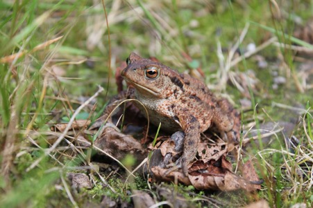 Common toad on the edge of Lily loch. Photo by Ben Harrower, Scottish Beavers
