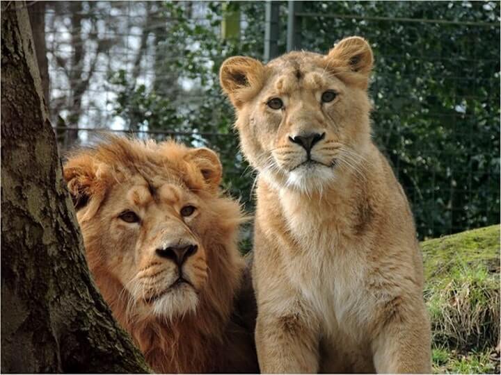 Lions at Edinburgh Zoo