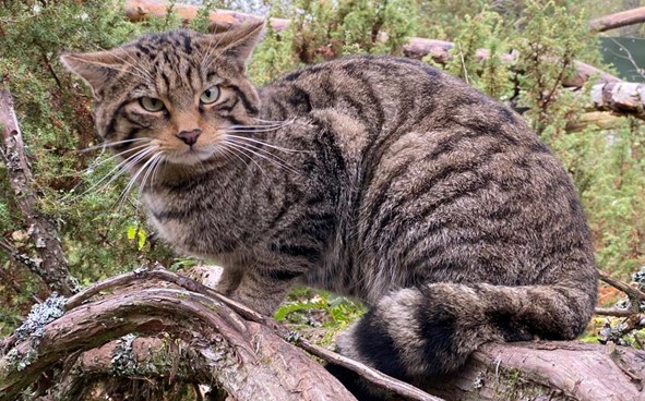 Wildcat in conservation breeding for release centre