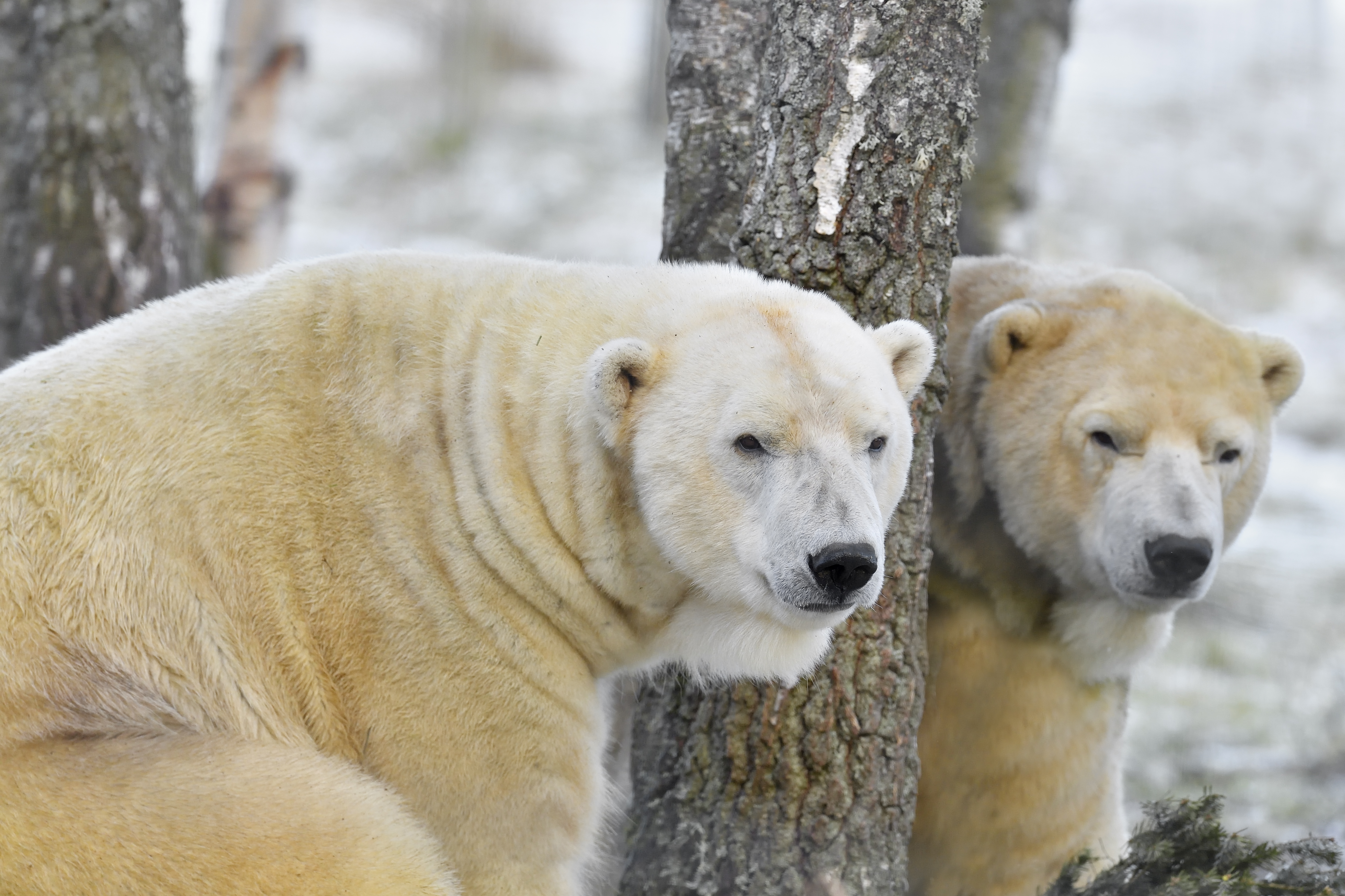 Polar bears Arktos and Walker stood by tree