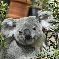 EZ Koala.jpg