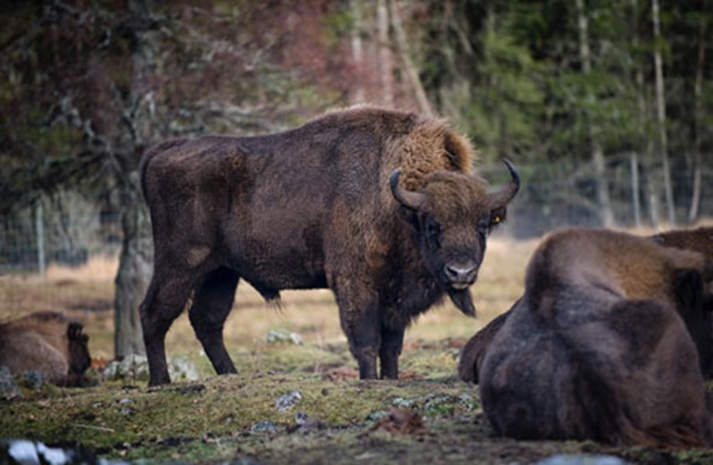 European bison at RZSS Highland Wildlife Park