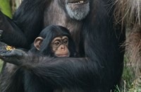 Chimpanzee Helene and baby Velu at Edinburgh Zoo Budongo Trail