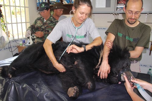 RZSS Veterinary surgeon Romain Pizzi working with Free the Bears