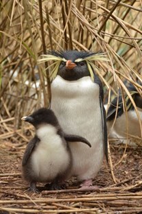 Baby rockhopper penguin