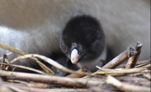 Rockhopper Penguin Chick - Antje Steinfurth