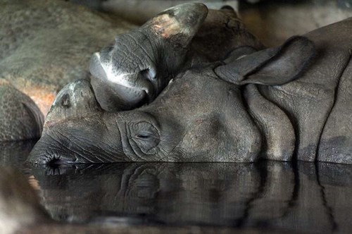 Greater one-horned rhinoceros, Bertus and Samir in their indoor pool